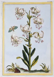 Turkscap Lelie waarschijnlijk L. Martagan, Var: Album, ca. 1776